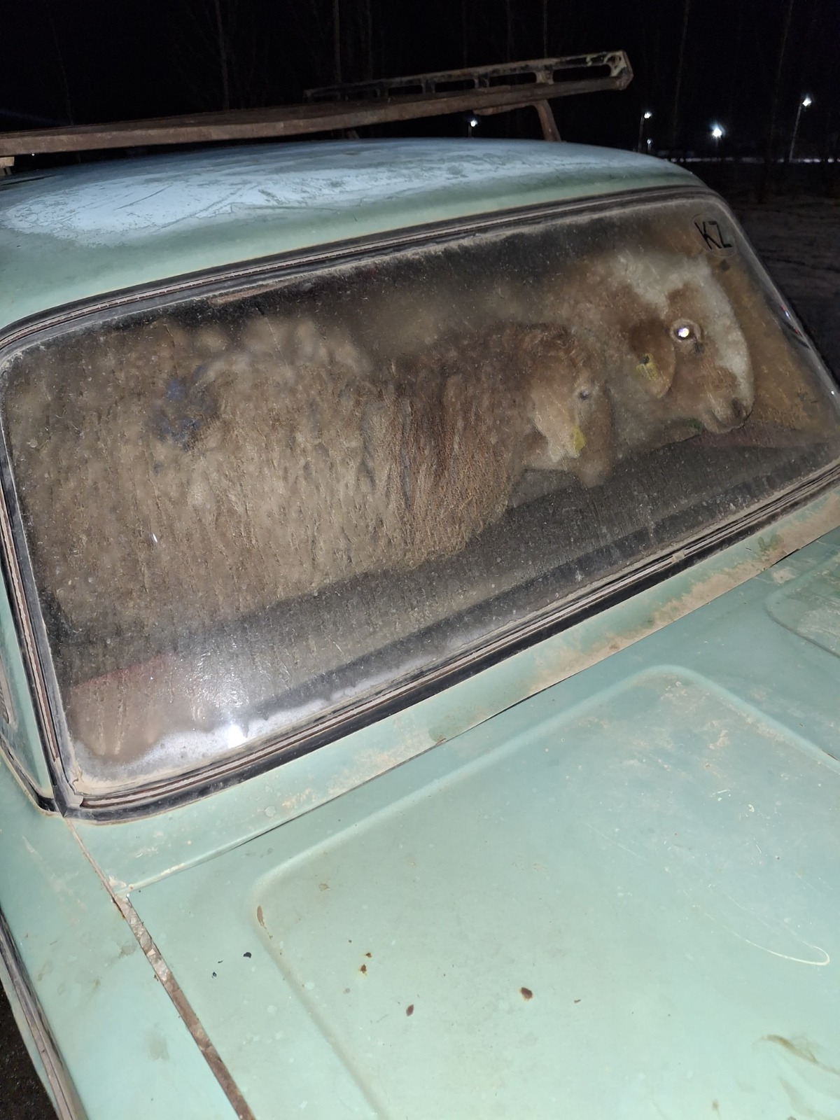 Шығыс Қазақстан полицейлері мал ұрысын ұстады