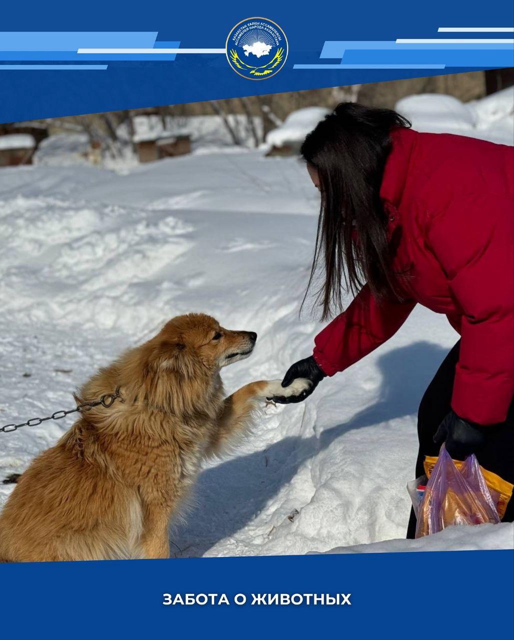 Жануарларға жанашырлық