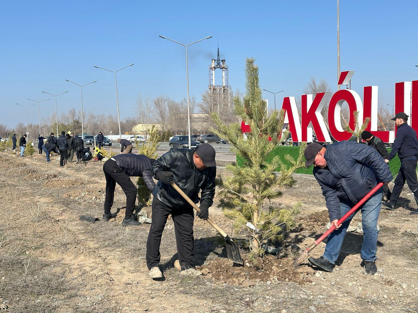 АҒАШ ОТЫРҒЫЗУ ЖҰМЫСТАРЫ ҰЙЫМДАСТЫРЫЛДЫ