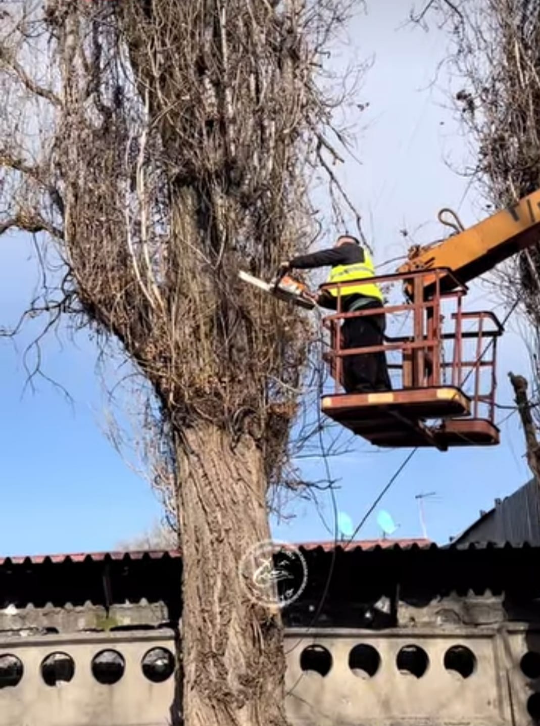 Алматы – біздің ортақ үйіміз: ағаштарды санитарлық кесу