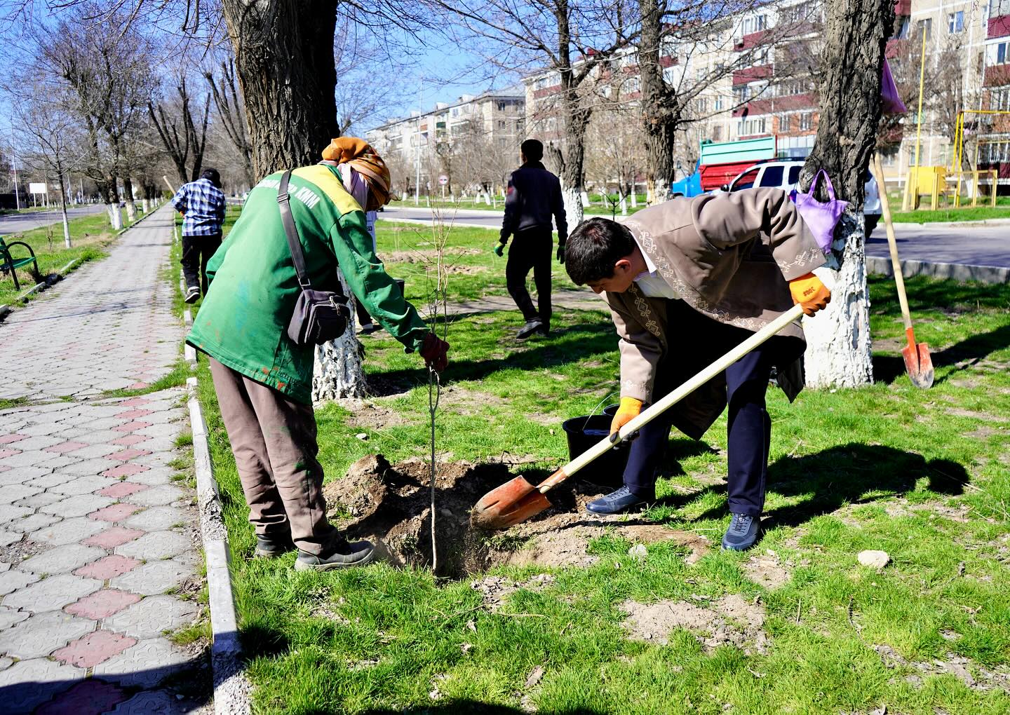 КЕНТАУДА ЖАҢАРУ КҮНІНДЕ 2000 ТҮП ҚАРА АҒАШЫ ЕГІЛДІ