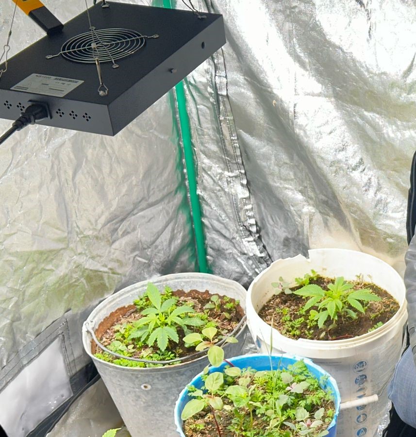 Түркістан облысында үйінде есірткі өндіретін фитозертхана ұйымдастырған күдікті ұсталды