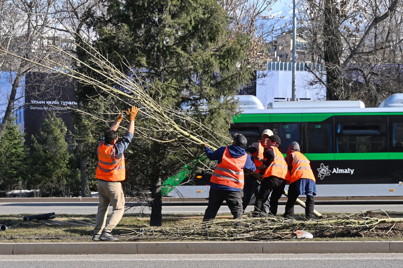 В Алматы на проспекте аль-Фараби высадили почти 300 крупномерных деревьев