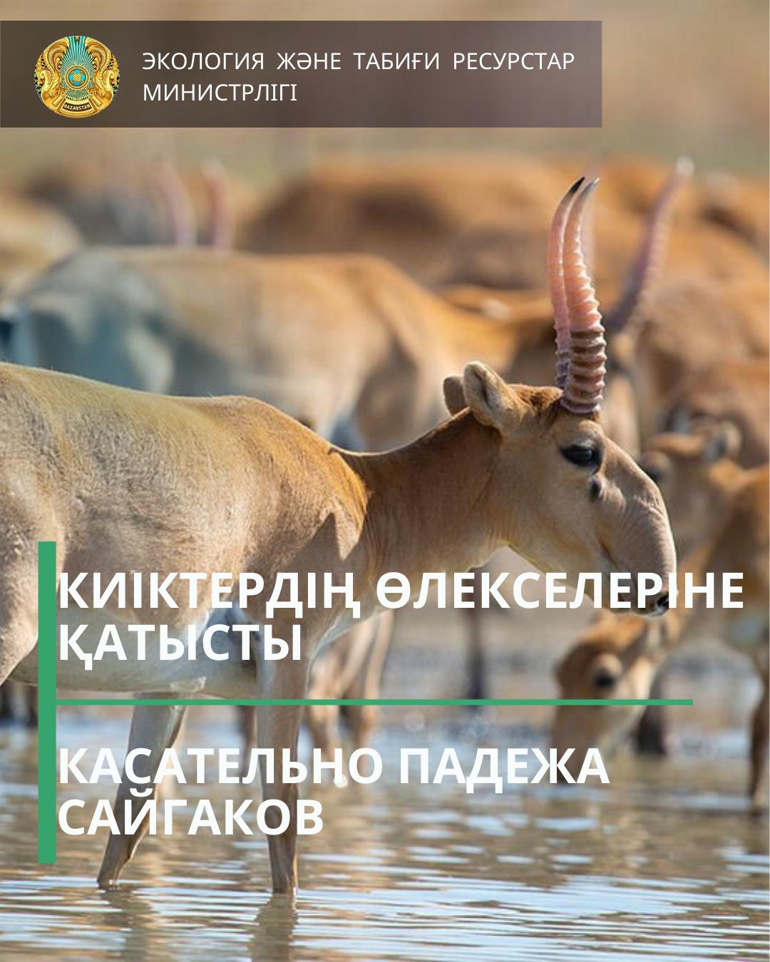 Киік өлекселеріне қатысты