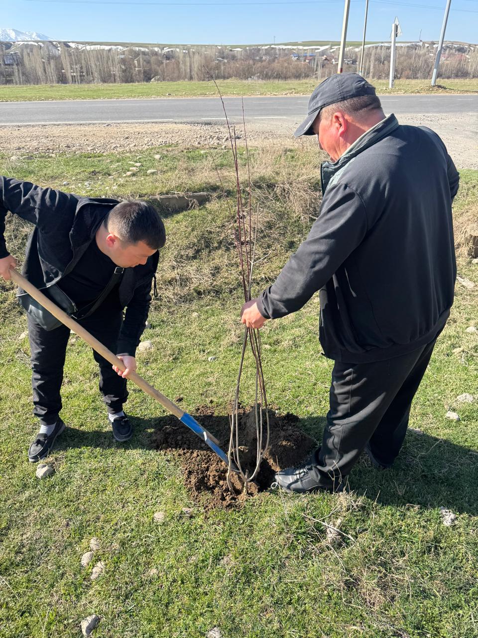 ТҮРКІСТАН: ТӨЛЕБИДЕ 30 МЫҢҒА ЖУЫҚ КӨШЕТ ЕГІЛДІ