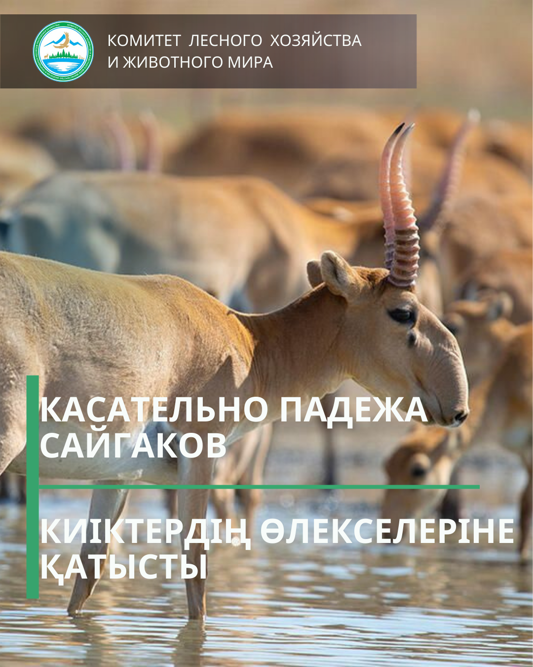 Касательно падежа сайгаков