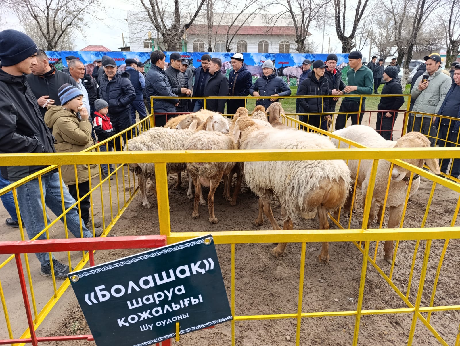 Жамбыл облысында асыл тұқымды қойлардың көрмесі өтті