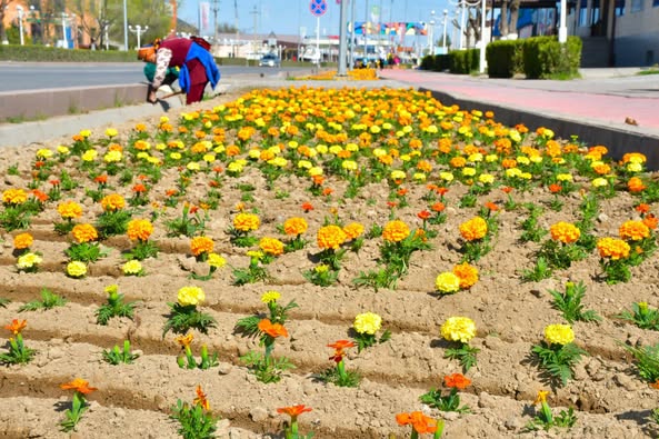 ТҮРКІСТАН: ОРДАБАСЫ АУДАНЫНЫҢ ОРТАЛЫҒЫ ГҮЛМЕН КӨМКЕРІЛДІ