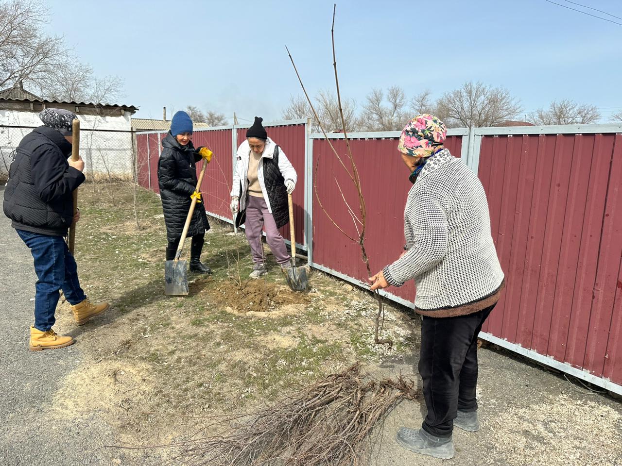 Қамысқала ауылдық округінде 100 түп қарағаш көшеттері отырғызылды