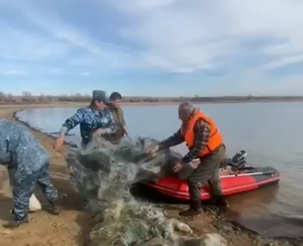 🔰«Уылдырық шашу» балық қорғау акциясы