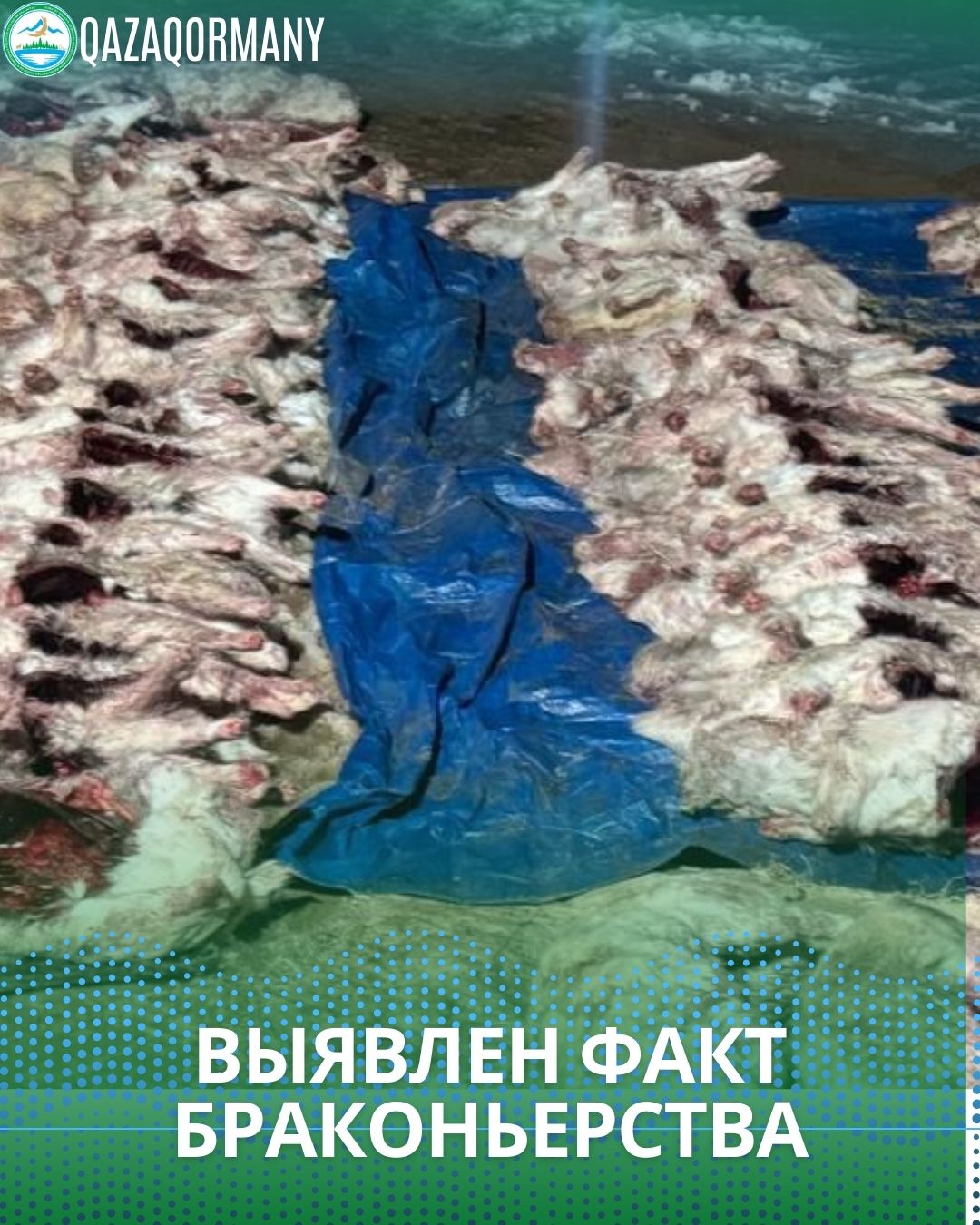 В Кызылорде выявлен крупный факт браконьерства