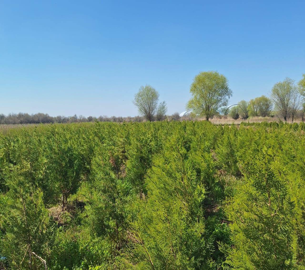 ОРДАБАСЫДА ТҰҚЫМБАҚТАР САНЫ АРТЫП КЕЛЕДІ