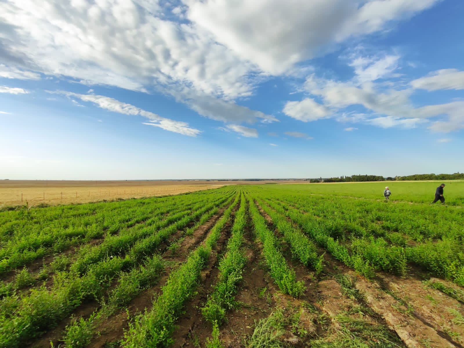 Жамбыл облысында биыл орман алқабына 16,1 млн дана көшет отырғызылады