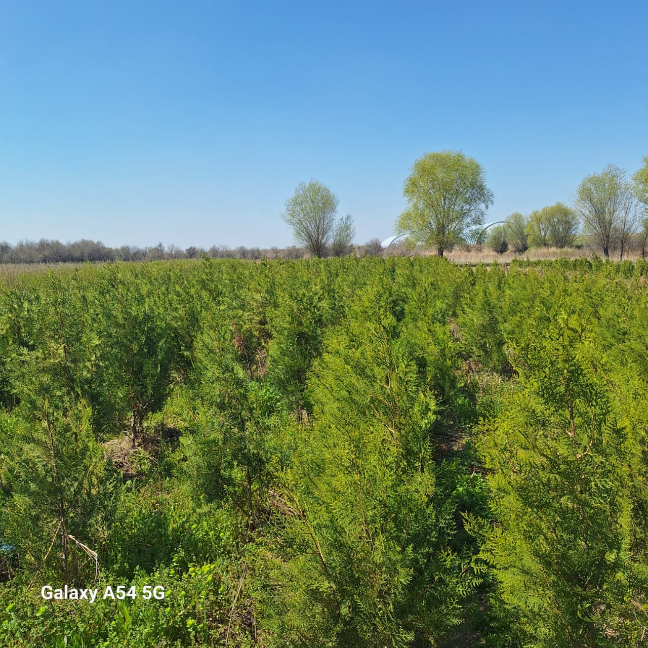 ТҮРКІСТАН: ОРДАБАСЫДА ТҰҚЫМБАҚТАР САНЫ АРТЫП КЕЛЕДІ