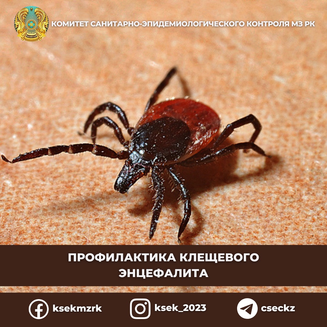 Профилактика клещевого энцефалита