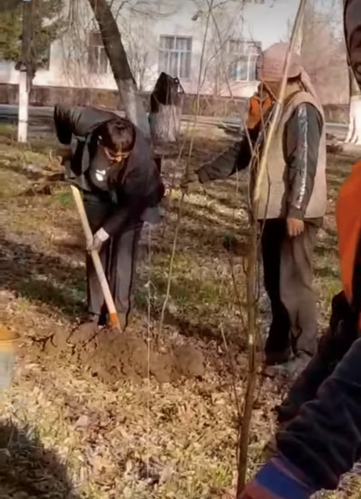 Жас ағаштар көшеті отырғызылды.