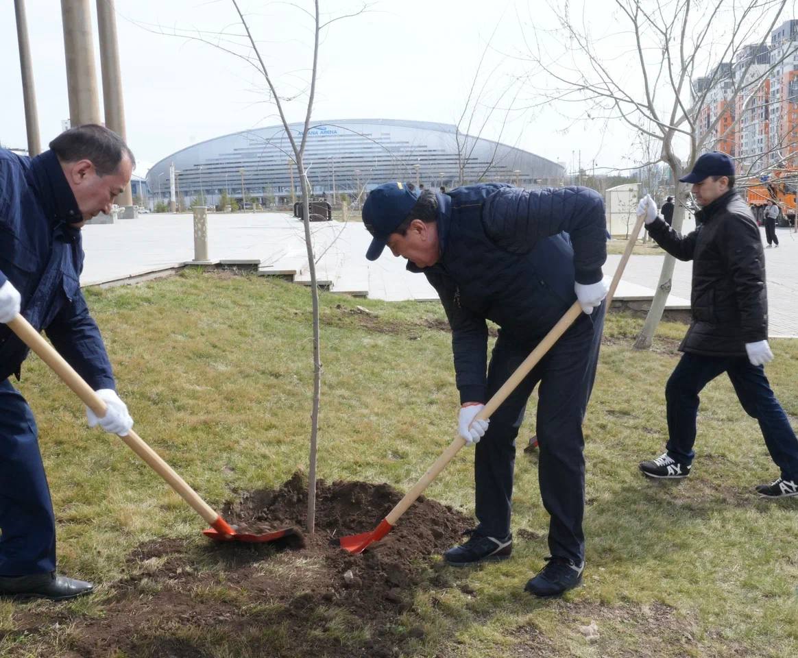 В Нуринском районе столицы прошла посадка деревьев