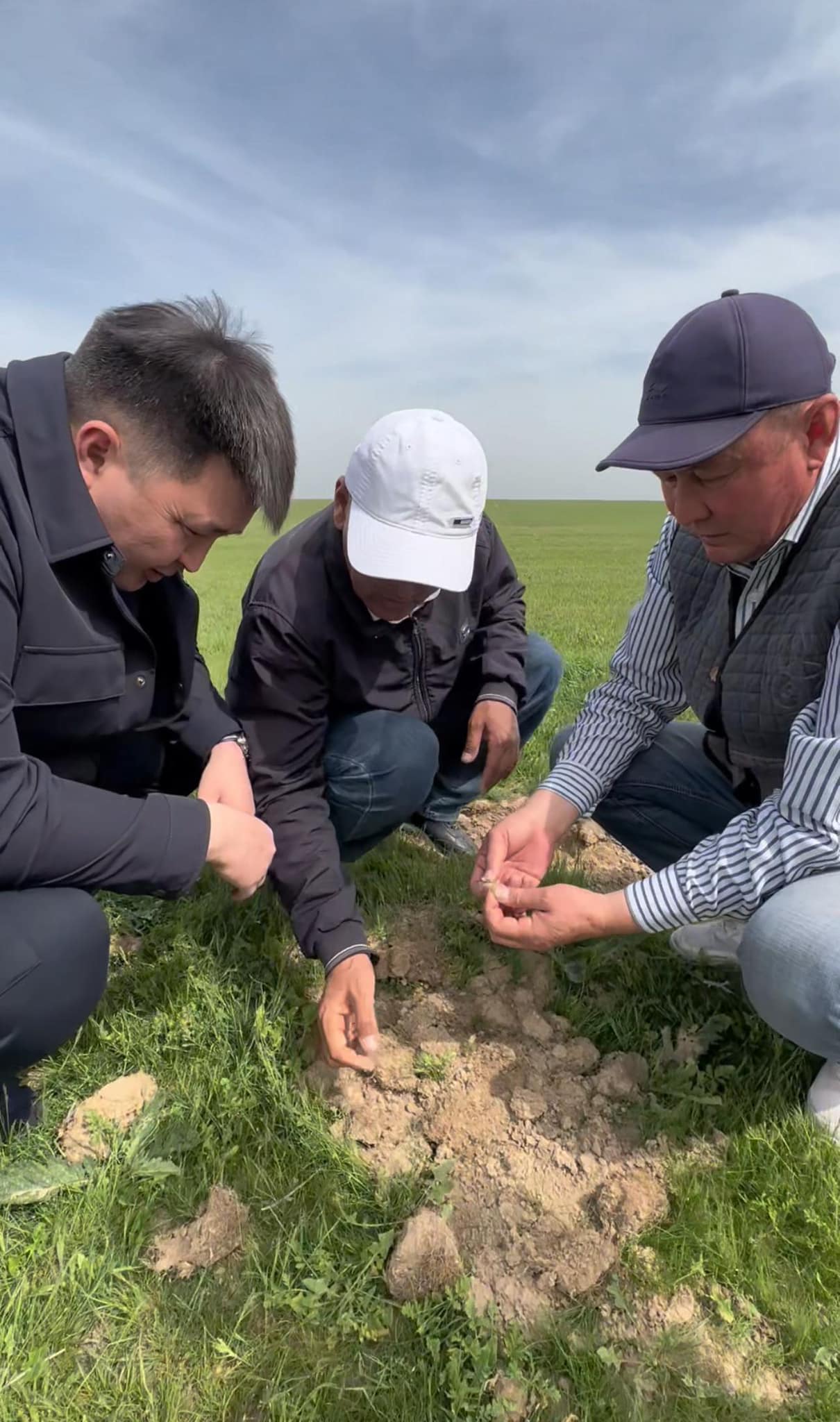 Аса қауіпті марокко шегірткесіне қарсы фитосанитариялық іс-шаралар жүргізу барысы