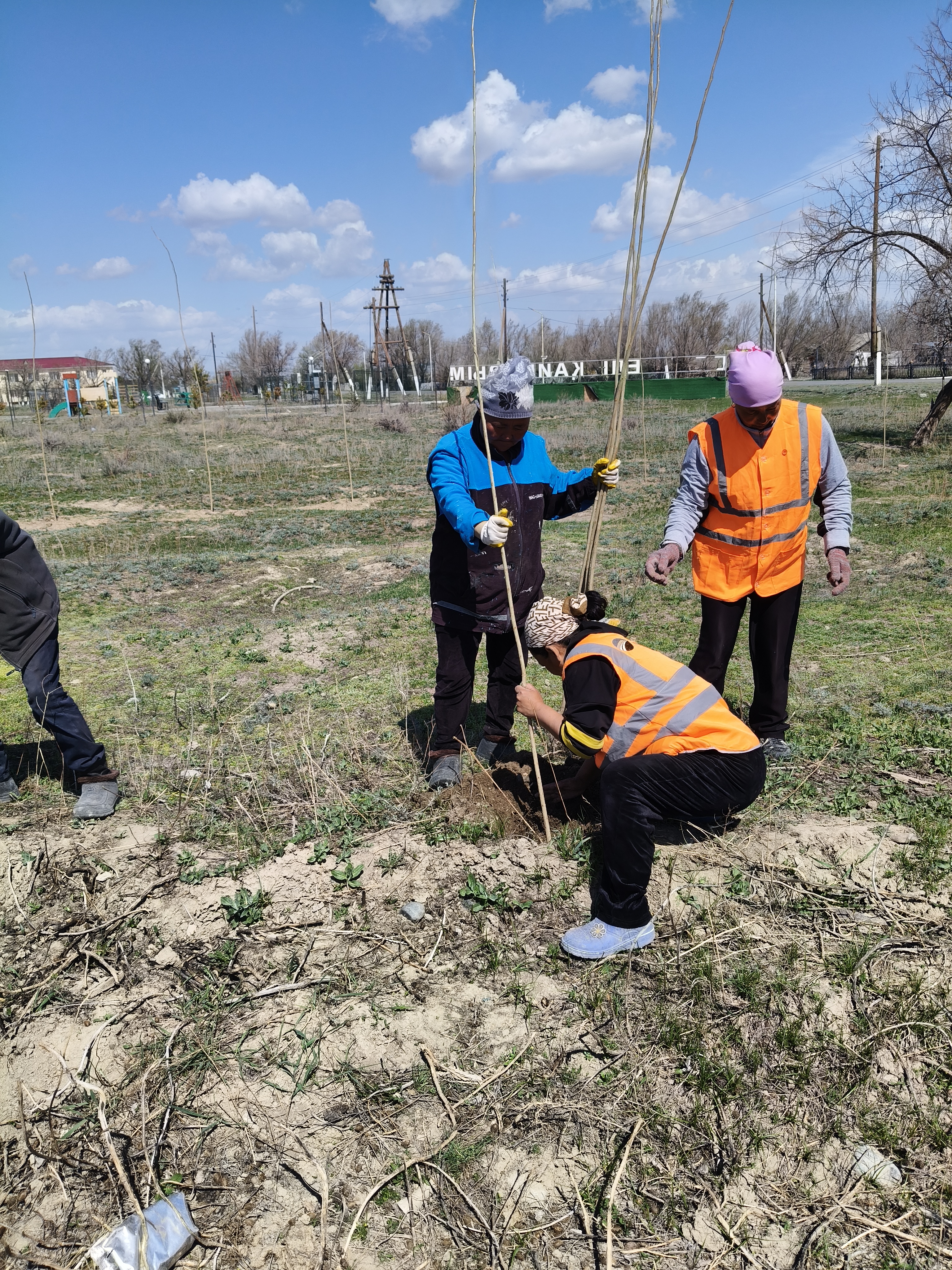 Көшеттер отырғызу жұмыстары