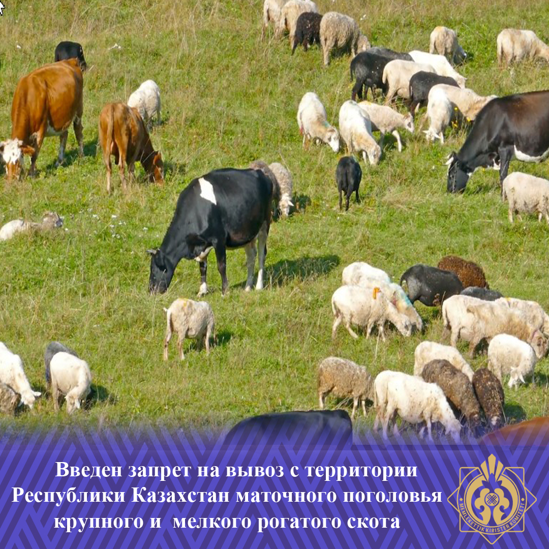 Қазақстан Республикасының аумағынан ірі қара және ұсақ малдың аналық басын әкетуге тыйым салынды