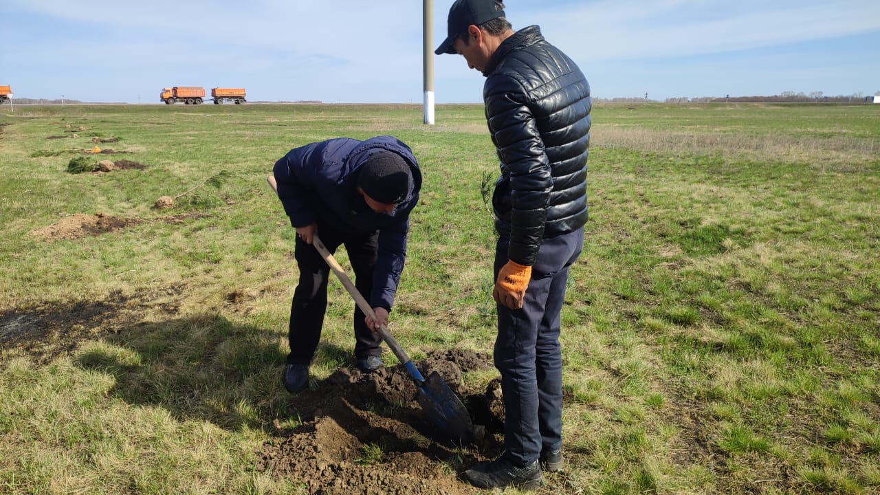 ағаштар отырғызу