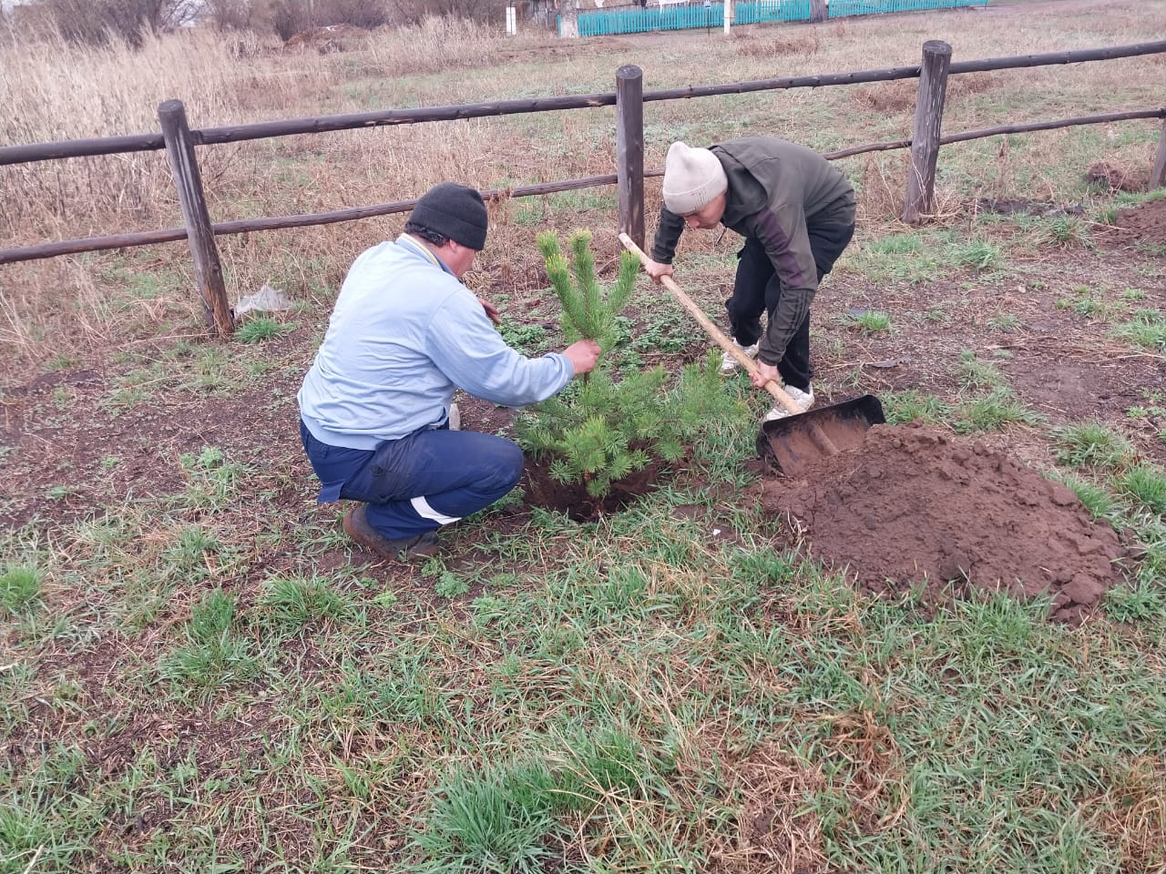Соснов ауылында көктемгі ағаш отырғызу.