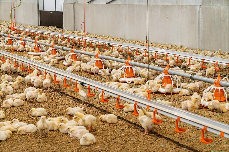 Қазақстанда Alhusaini Group қатысуымен асыл тұқымды құс репродукторы іске қосылады