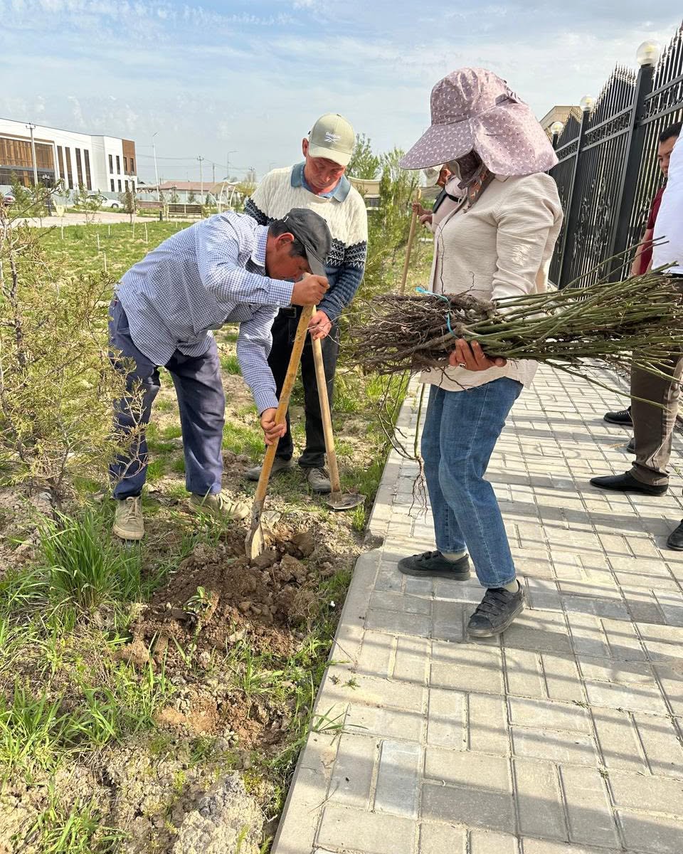 КЕЛЕС: «ӨЗ АҒАШЫҢДЫ ОТЫРҒЫЗ» АКЦИЯСЫ АЯСЫНДА КӨЛЕМДІ СЕНБІЛІК ӨТКІЗІЛДІ
