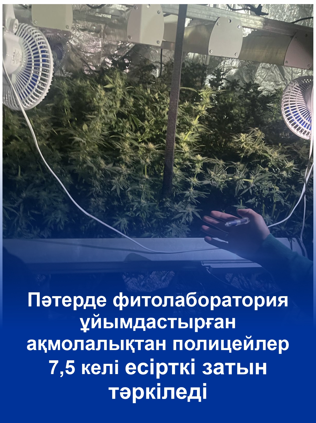 7,5 килограмм наркотических средств изъяли полицейские у акмолинца, организовавшего фитолабораторию в квартире