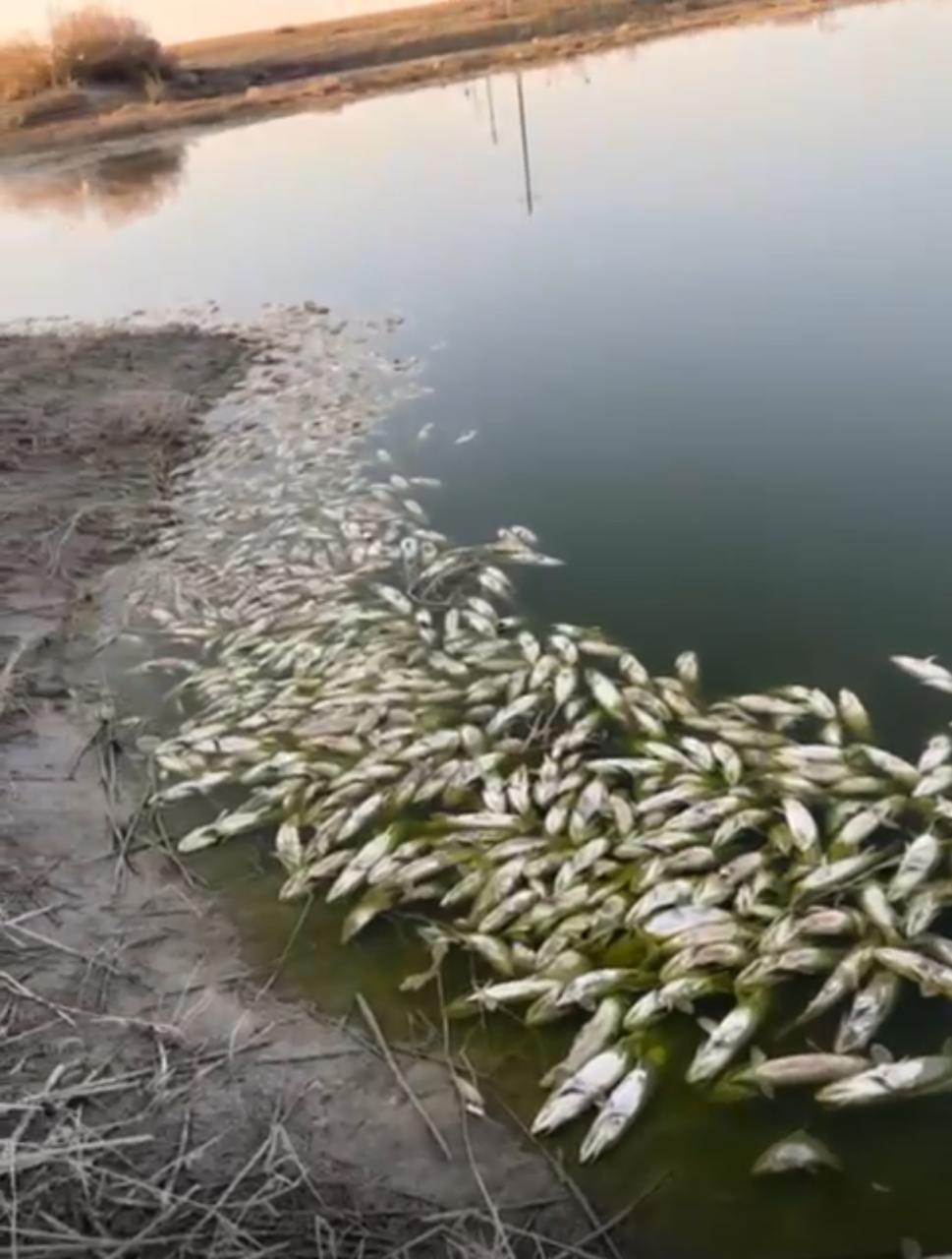 Ақтөбе облысы Ырғыз ауданы Ақөткел өзекшесінде балық өлуі туралы ақпарат