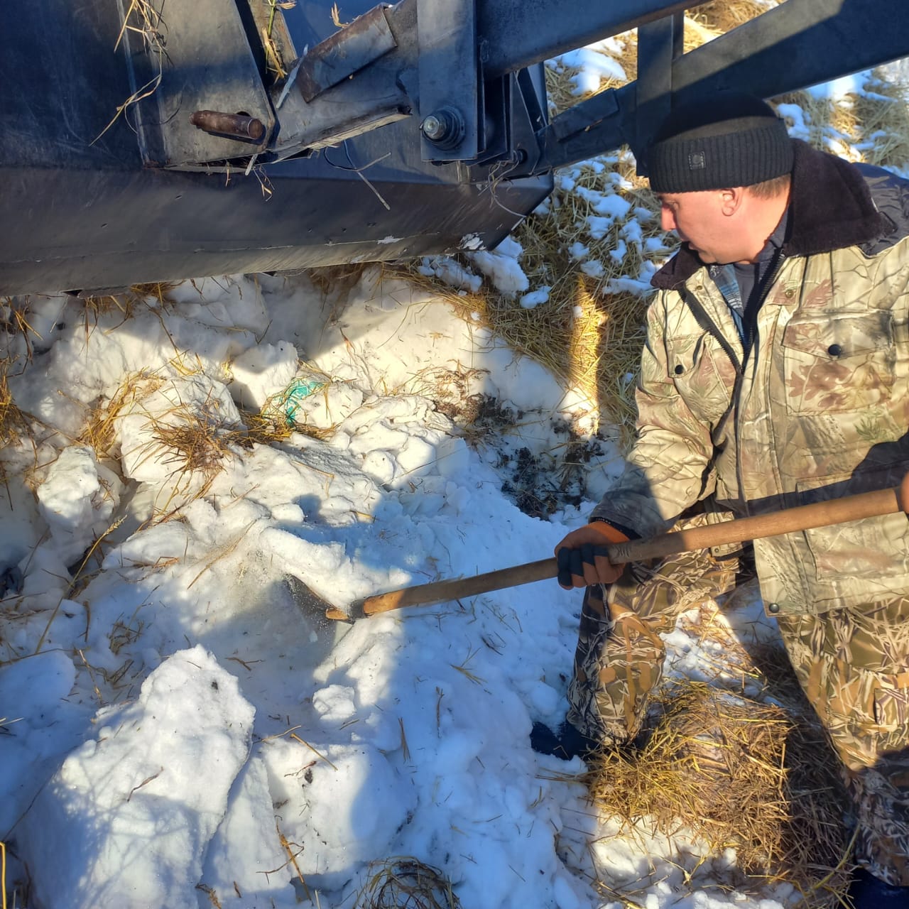 «Соколов орман шаруашылығы» ҚММ кәдімгі қарағайдың бүршігін жинауды аяқтады