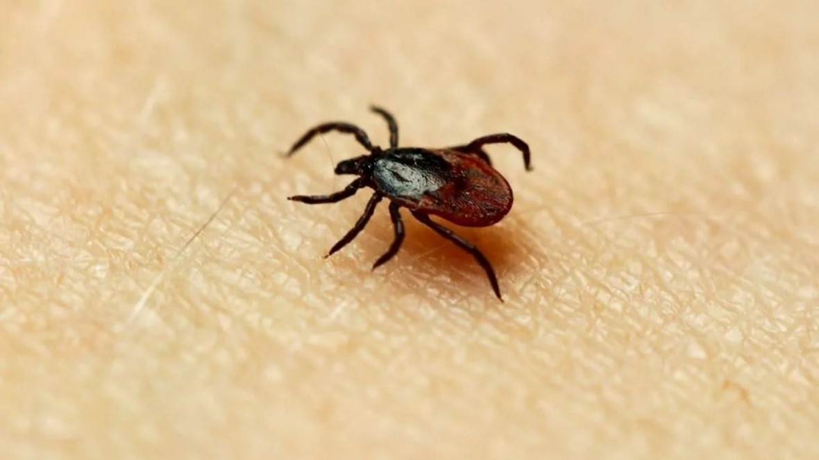 Абайлаңыз - кене!