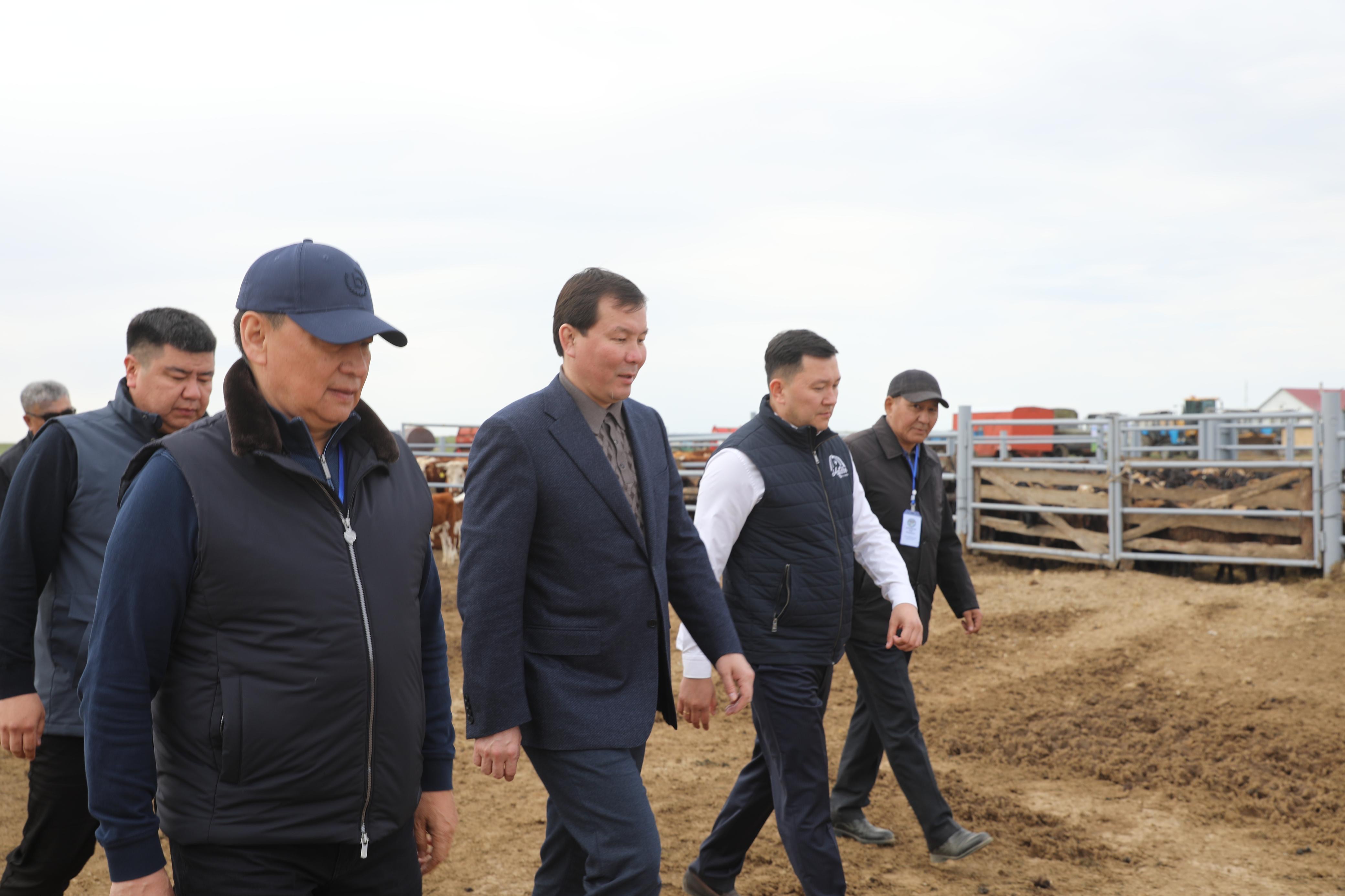 Развитие племенного животноводства: аким области посетил хозяйство «Берик АБ»