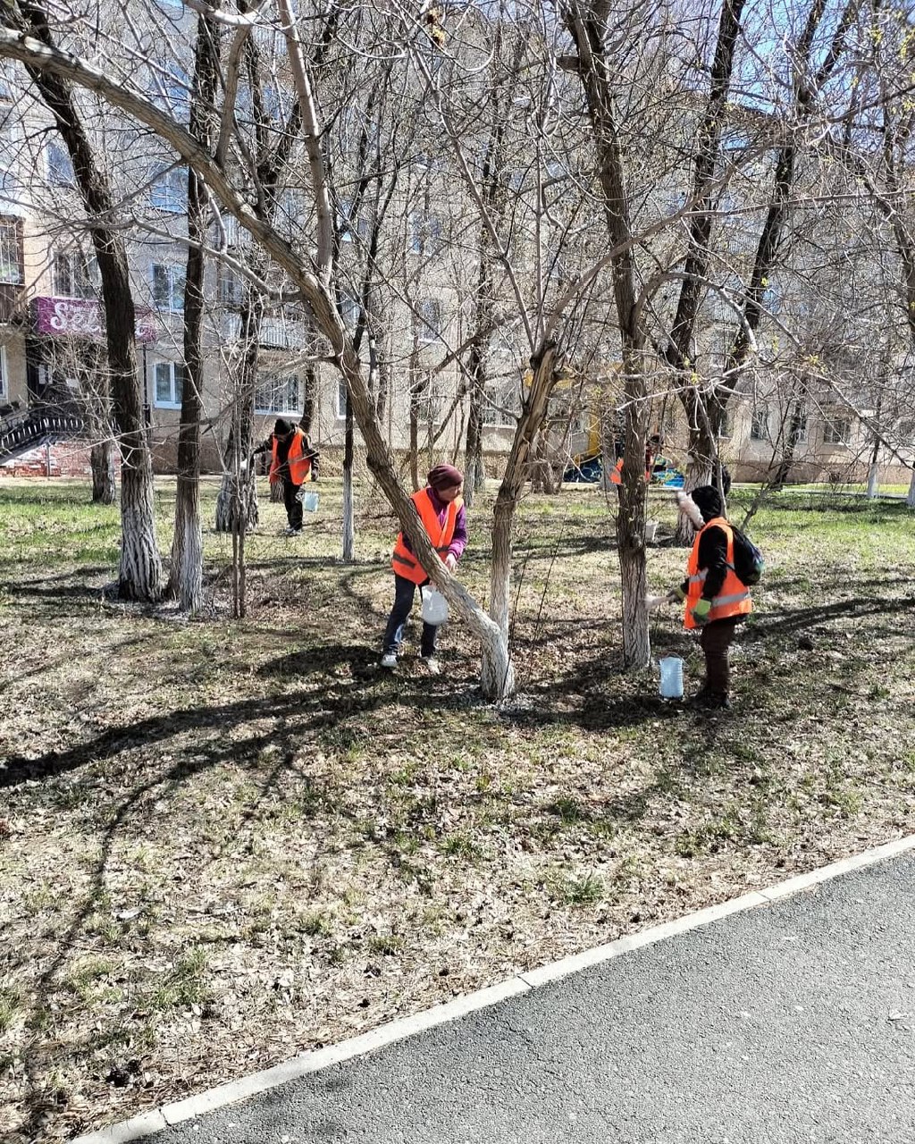 Қаламызда абаттандыру айлығы аясында ағаштарды әктеу жұмыстары жүргізілуде.