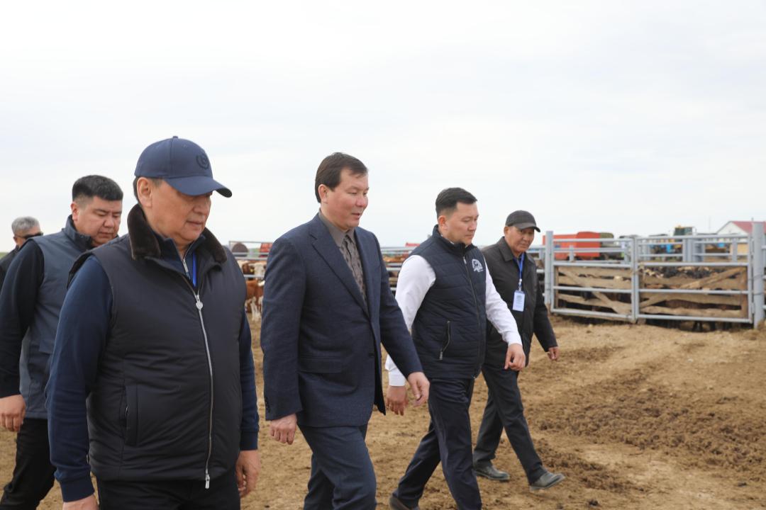 Асылтұқымды мал шаруашылығын дамыту: облыс әкімі «Берік АБ» шаруашылығында болды