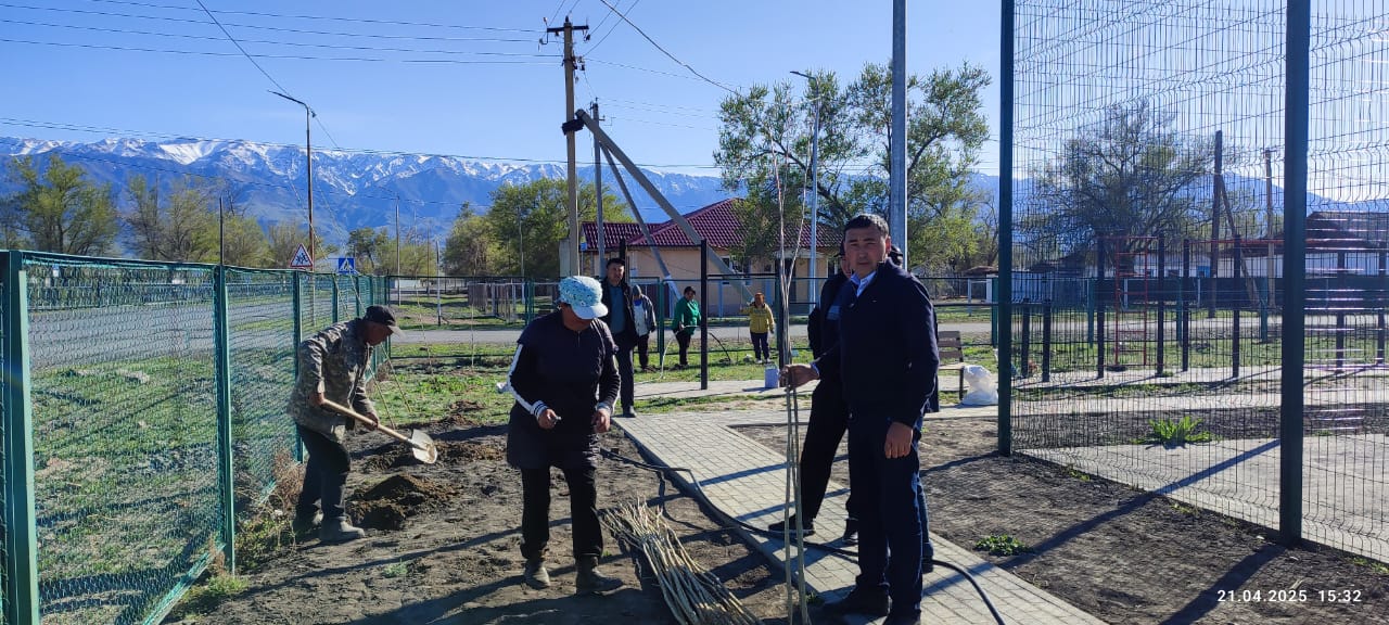 Терек отырғызу.