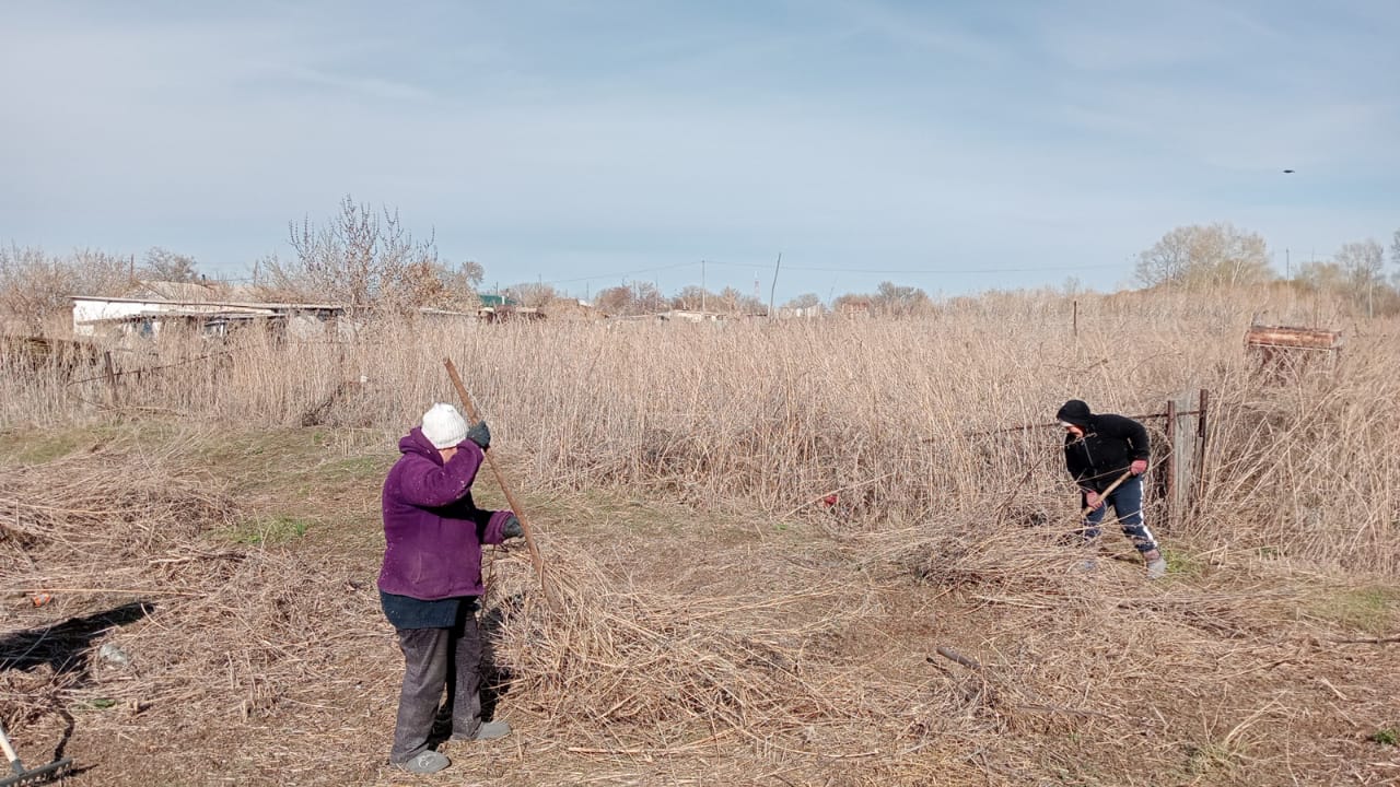 өткен жылғы өсідіктерді тазарту