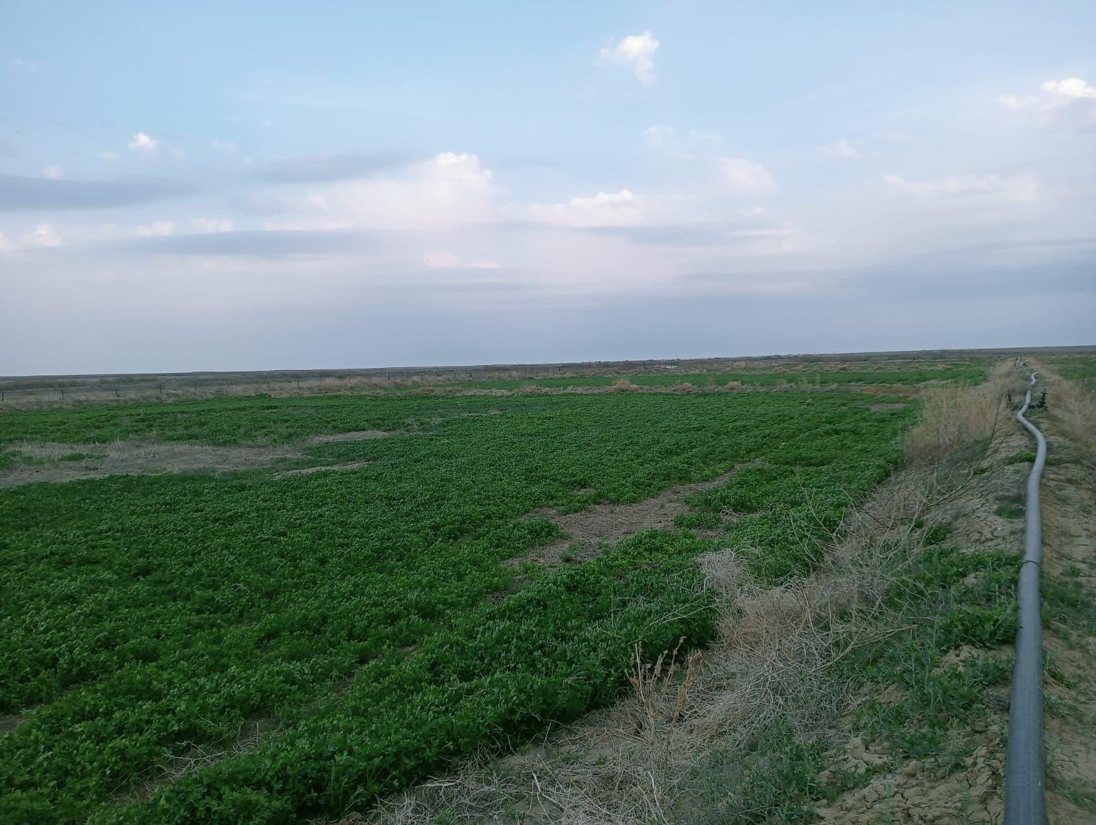 Аралдық шаруалар су үнемдеу технологияларын пайдалануда