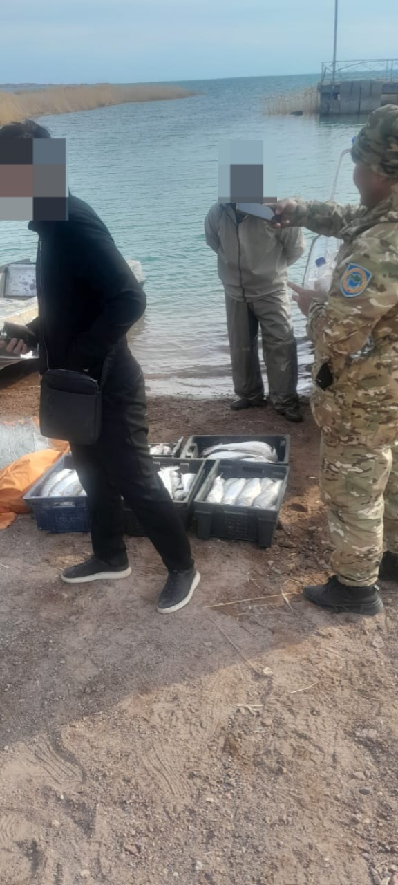 Балқаш көлінде уылдырық шашу кезінде заңсыз балық аулаған браконьер ұсталды