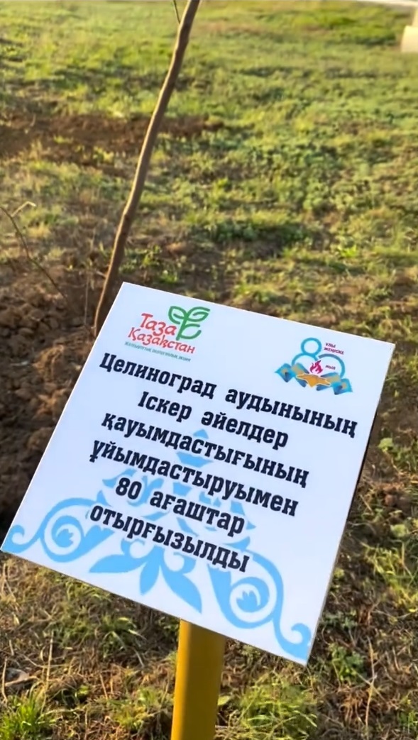 Целиноград ауданында Ұлы Жеңістің 80 жылдығына орай 80 ағаш отырғызылды