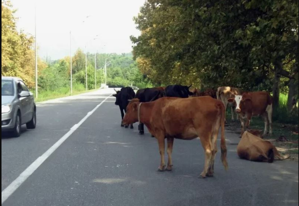 Ауыл шаруашылығы жануарларын жаю қағидаларын сақтау жөніндегі