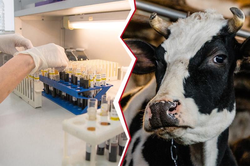 Абайлаңыз - бруцеллез!