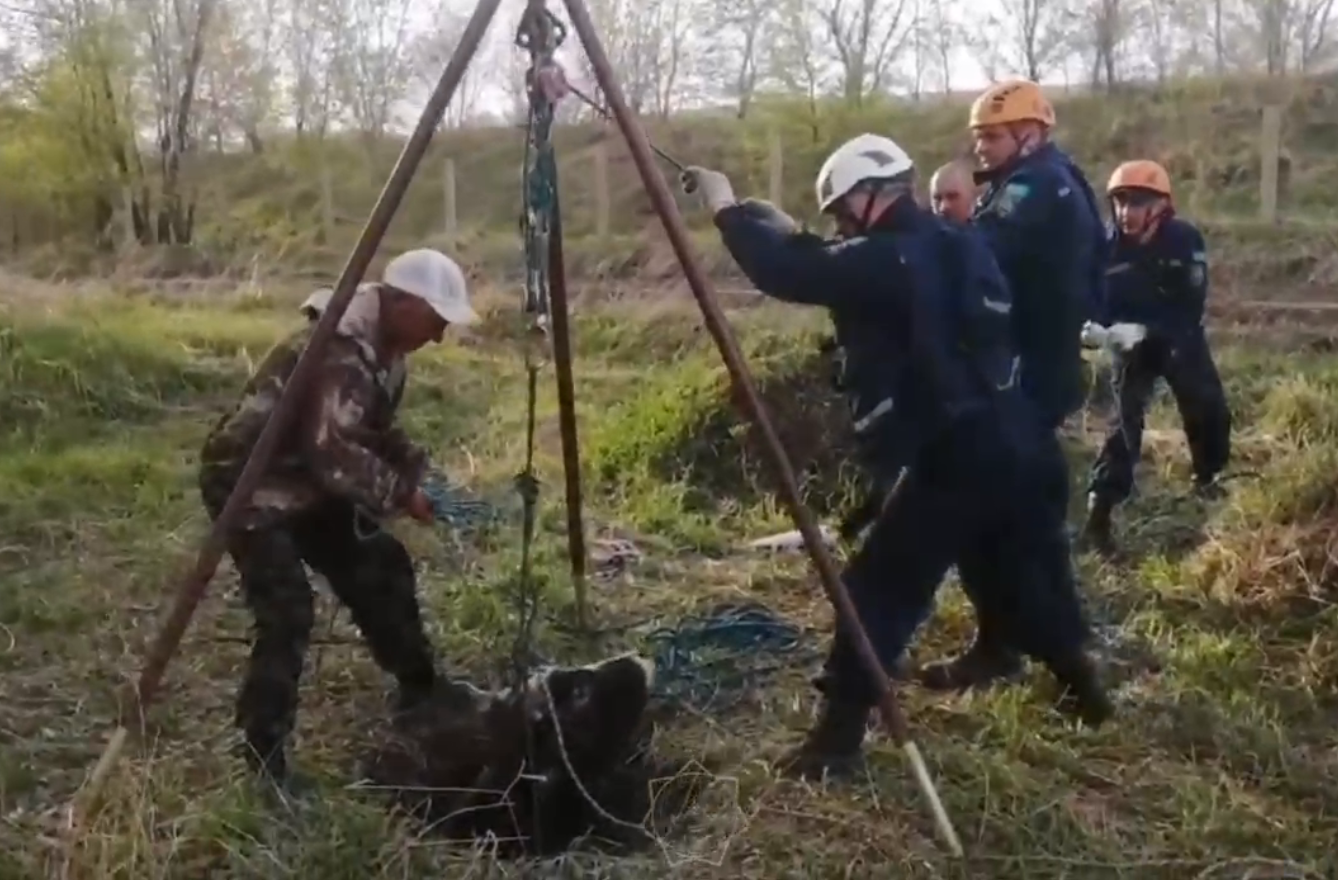 Құтқарушылар шұңқырға құлаған бұзауға көмекке келді
