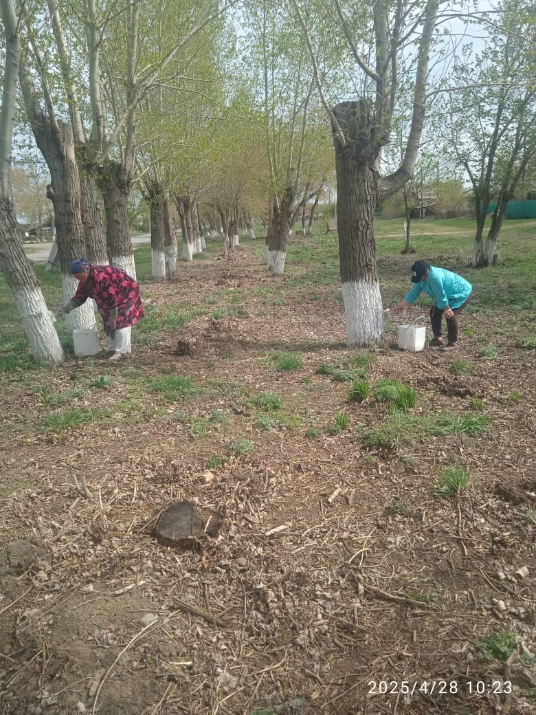Березовка ауылын абаттандыру жұмыстары