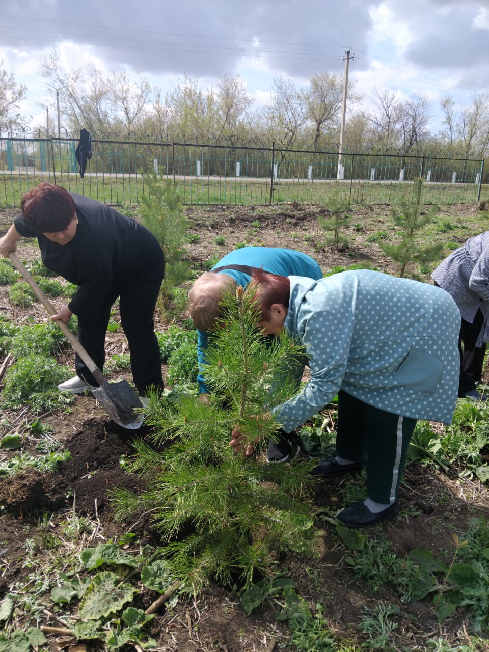 Көшеттерді отырғызу жұмыстары