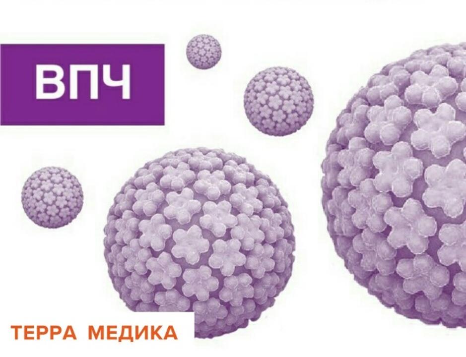 Адам папилломасы вирусы дегеніміз не? (АПВ)?