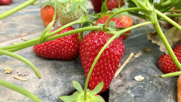 ТҮРКІСТАН: ЖЕТІСАЙЛЫҚТАР ҚҰЛПЫНАЙ ӨСІРУДІ ҚОЛҒА АЛЫП ЖАТЫР