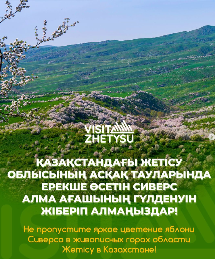 Сиверс алма ағашы – Қазақстандағы табиғаттың ғажайып сыйы!