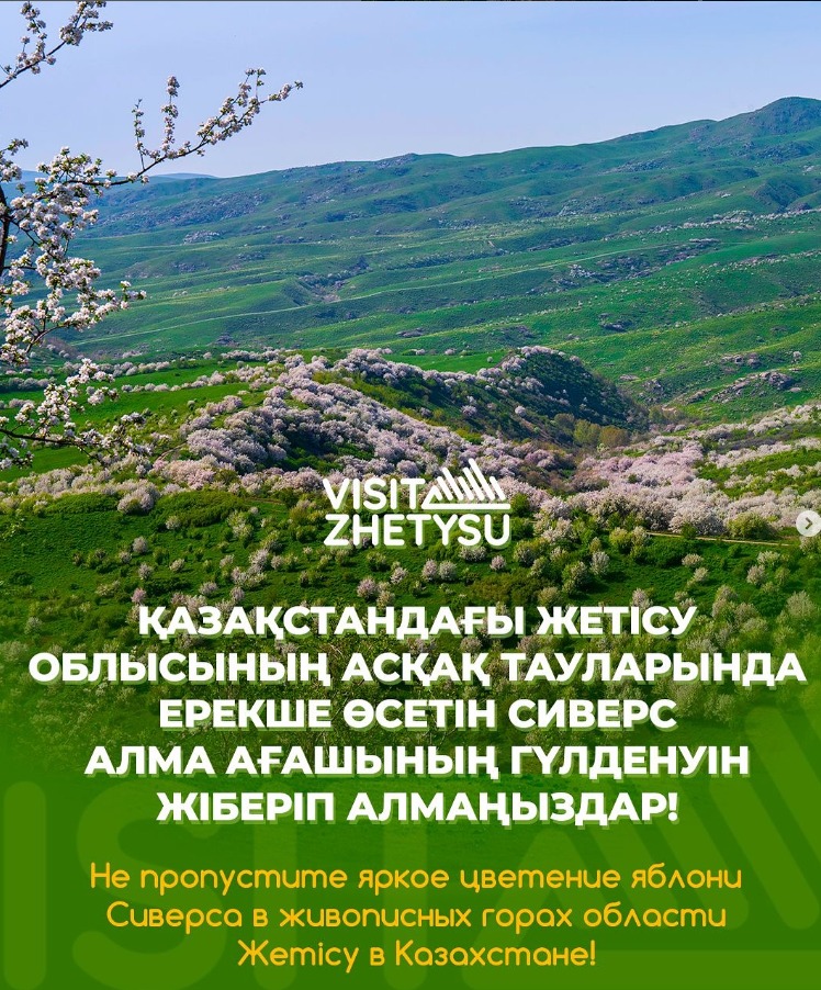 🌸 Сиверс алма ағашы – Қазақстандағы табиғаттың ғажайып сыйы!