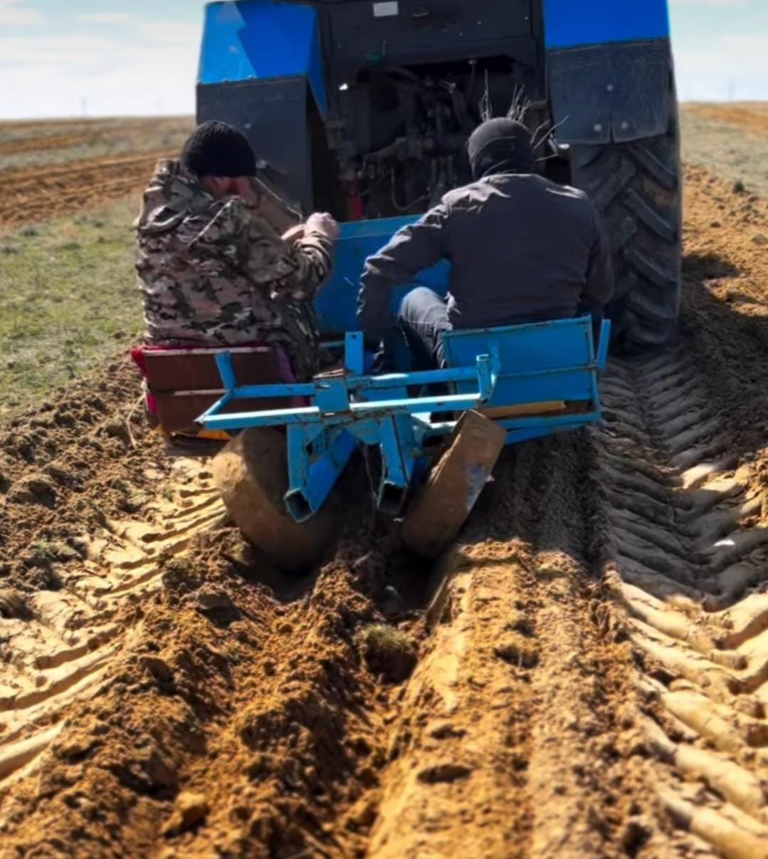 Сексеуіл көшеттерін егу жұмыстары жүргізілді.